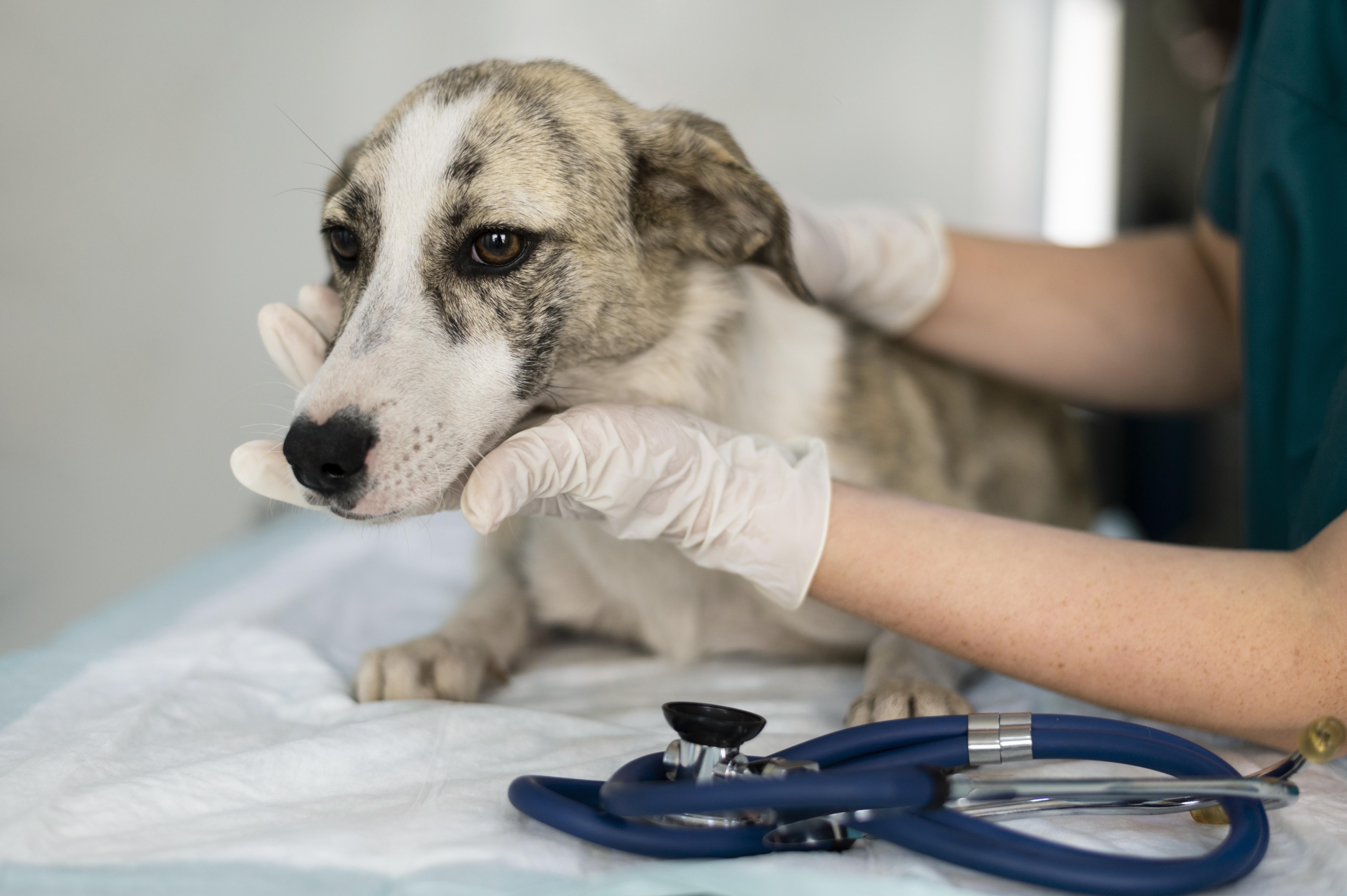 La sterilizzazione o castrazione nel cane maschio: quando farla e perché.